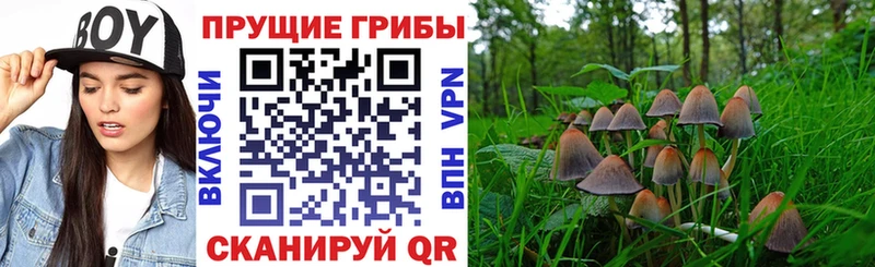 где купить наркоту  Благодарный  Галлюциногенные грибы мицелий 